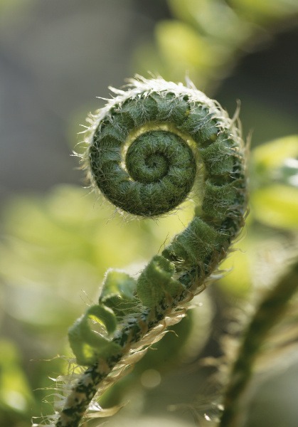 Spiral fern leaf uncurling