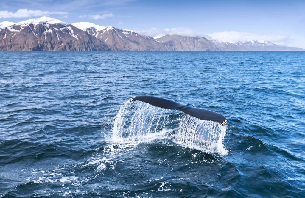 Iceland, from Akureyri - Whale Watching