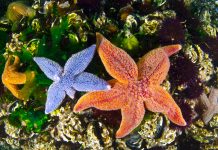 Underwater Is Not The Natural Envıronment For Humans – Ateş Evirgen