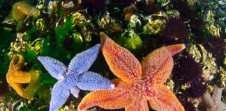 Underwater Is Not The Natural Envıronment For Humans – Ateş Evirgen