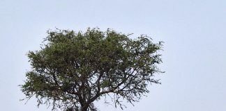 Masters of Photography Interview “Mehmet Kırali”