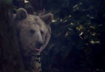 Ali Şenel – Photos Of Birds Was The Only Goal