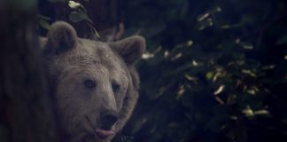 Ali Şenel – Photos Of Birds Was The Only Goal